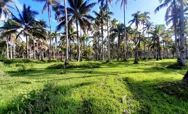 prime Lot for Sale in San francisco agusan del sur