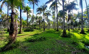 prime Lot for Sale in San francisco agusan del sur