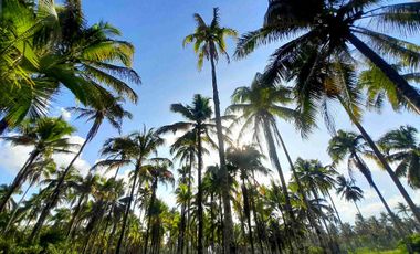 prime Lot for Sale in San francisco agusan del sur