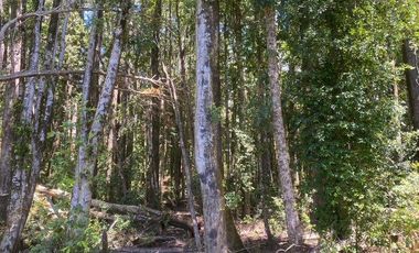 Parcelas ubicadas a 5 kilómetros de la ciudad de Licán Ray