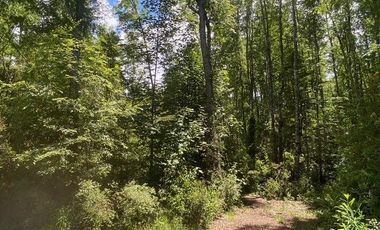 Parcelas ubicadas a 5 kilómetros de la ciudad de Licán Ray