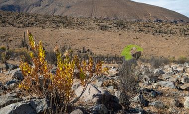 Venta de gran Parcela en sector Mamalluca (Vicuña, Valle del Elqui), 10.000 m2. $34 millones