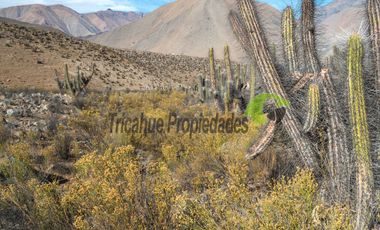 Venta de gran Parcela en sector Mamalluca (Vicuña, Valle del Elqui), 10.000 m2. $34 millones