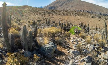 Venta de gran Parcela en sector Mamalluca (Vicuña, Valle del Elqui), 10.000 m2. $34 millones