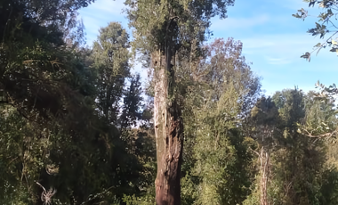 Parcela en Parque Puyehue, Rucatayo – Entorno natural, proyección y cercanía a atractivos turísticos