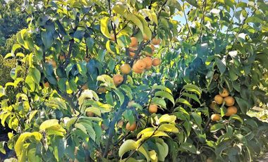 Parcela autosustentable con frutales en producción y vivienda en San Pedro, Quillota