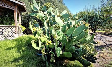Parcela autosustentable con frutales en producción y vivienda en San Pedro, Quillota