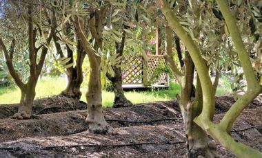 Parcela autosustentable con frutales en producción y vivienda en San Pedro, Quillota