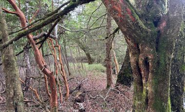 Orilla Río 3,7 Hectáreas 14Km Villarrica 11Pavimento 3 Ripio