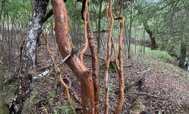 Orilla Río 3,7 Hectáreas 14Km Villarrica 11Pavimento 3 Ripio