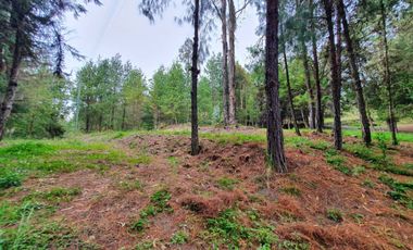 En Venta Terreno de 10 Hectáreas en sector Guagualzhumi - Cuenca