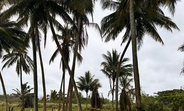 Terrenos en venta vía Pedernales-Cojimies, Provincia de Manabí