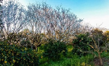 ESTUPENDA PARCELA CON CASA CERCANA A LA RUTA 68 SECTOR LOLENCO