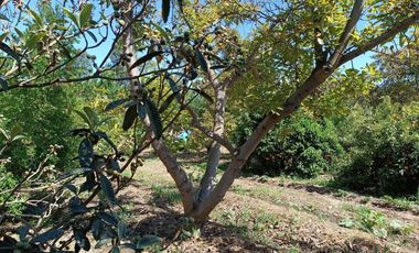 ESTUPENDA PARCELA CON CASA CERCANA A LA RUTA 68 SECTOR LOLENCO