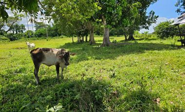 Bohol lot for sale 63,300 sqm clean title in San Miguel Bohol Philippines 150/sqm net