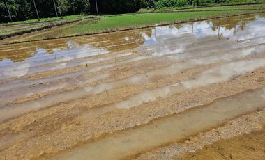 Bohol lot for sale 63,300 sqm clean title in San Miguel Bohol Philippines 150/sqm net