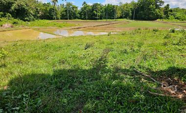 Bohol lot for sale 63,300 sqm clean title in San Miguel Bohol Philippines 150/sqm net