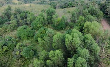 Bohol lot for sale 47,101 sqm clean title San Miguel Bohol 200/sqm negotiable