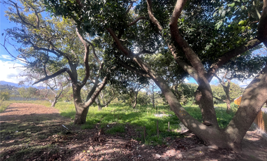 Se renta terreno con producción agrícola en Guayllabamba