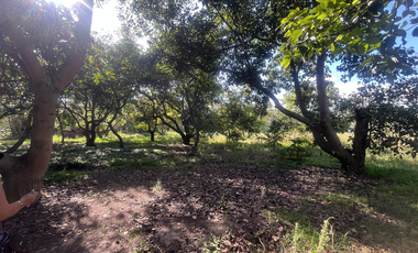 Se renta terreno con producción agrícola en Guayllabamba