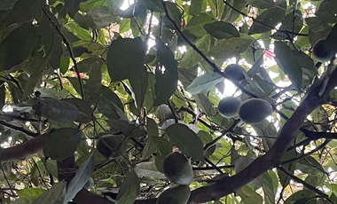 Se renta terreno con producción agrícola en Guayllabamba