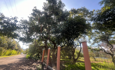 Se renta terreno con producción agrícola en Guayllabamba