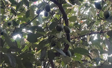 Se renta terreno con producción agrícola en Guayllabamba