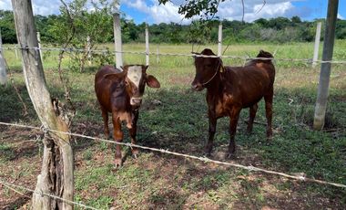 Rancho en venta en Santa Rosa
