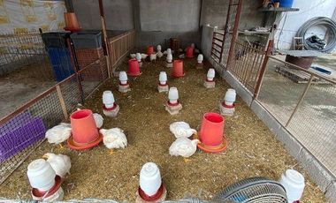 Galpón para criadero de pollos EN SANTA ROSA