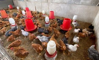 Galpón para criadero de pollos EN SANTA ROSA