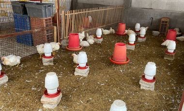 Galpón para criadero de pollos EN SANTA ROSA