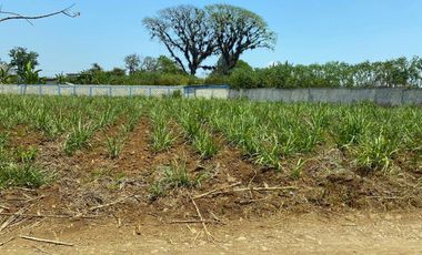 Venta de Terreno plano a solo 100m de la carretera Coatepec - Las Trancas, en la periferia de la Cd. Coatepec
