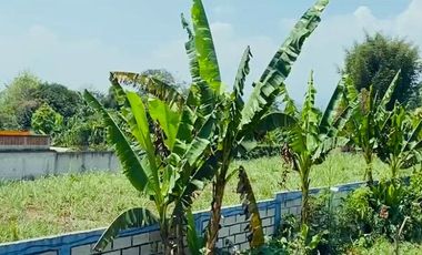 Venta de Terreno plano a solo 100m de la carretera Coatepec - Las Trancas, en la periferia de la Cd. Coatepec