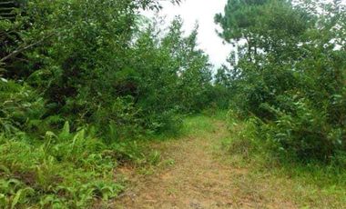 5,000 sqm / 8,500 per sqm LOT for sale in TALOY SUR, TUBA BENGUET-MAA