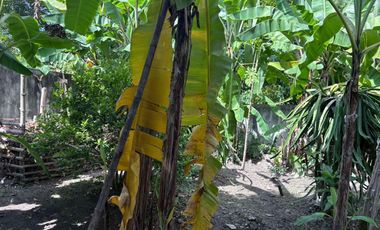 HOUSE AND LOT FOR SALE IN POBLACION, SIBULAN ID 15022