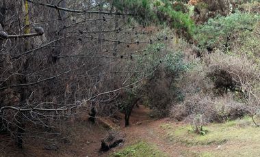 Increíble parcela con acceso a playa en  Fundo Laguna Verde en Caraumilla Valparaiso