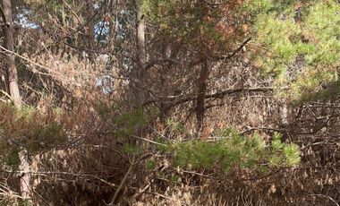 Increíble parcela con acceso a playa en  Fundo Laguna Verde en Caraumilla Valparaiso