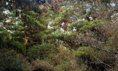 Hermosa parcela con vista y acceso a playa Las Dorcas en Caraumilla Valparaiso