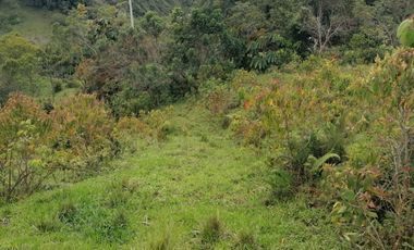 Venta Finca Ganadera y Agrícola Santo Domingo Antioquia