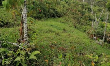 Venta Finca Ganadera y Agrícola Santo Domingo Antioquia