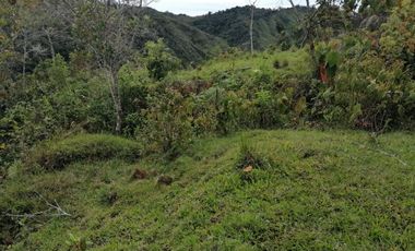 Venta Finca Ganadera y Agrícola Santo Domingo Antioquia