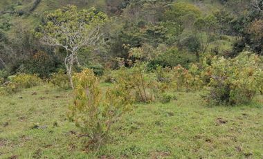 Venta Finca Ganadera y Agrícola Santo Domingo Antioquia
