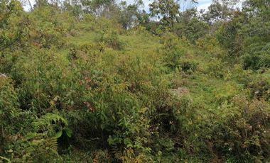Venta Finca Ganadera y Agrícola Santo Domingo Antioquia