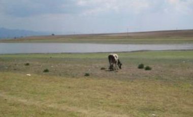 RANCHO GUADALUPE EN VENTA EN TLACHALOYA, EN EL ESTADO DE MÉXICO, km 7.5 Hacía el Pueblo Municipio de Toluca Edo Mex.