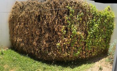 RENTA DE CASA EN CLUSTES BAJA CALIFORNIA, CERCA DE CHEDRAHUI SELECTO
