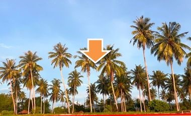 RESIDENTIAL LOT FOR SALE IN BRGY. NEW AGUTAYA SAN VICENTE PALAWAN