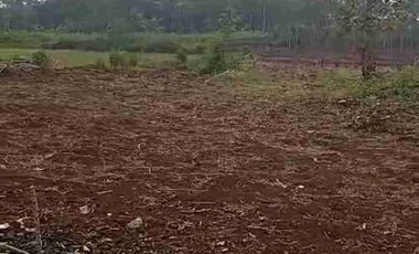 Tanah ploting kuning di batang cocok buat perumahan