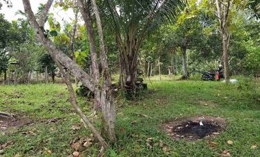 DIJUAL TANAH LUAS 1,3 HEKTAR KM 8 TRANSAD BALIKPAPAN