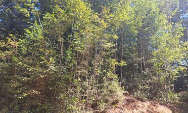 Hermosos Parcelas Con Luz Y Agua Loncoche