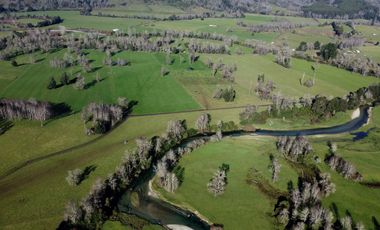 Campo de 476 hectáreas productivas en Purranque, Región de Los Lagos